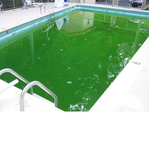 How to get green pool water clear